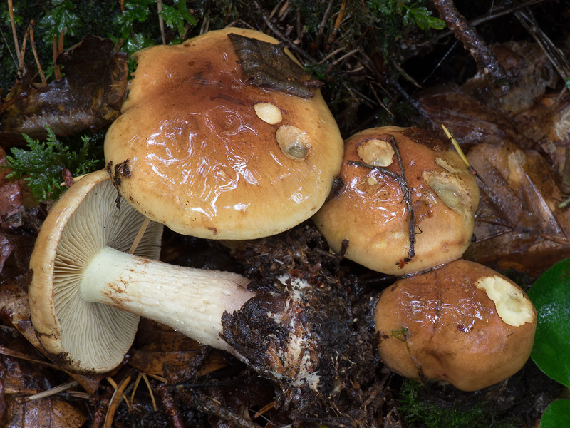 Cortinarius nanceiensis